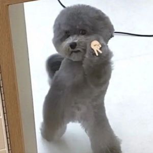 Meet your Posher, Biba